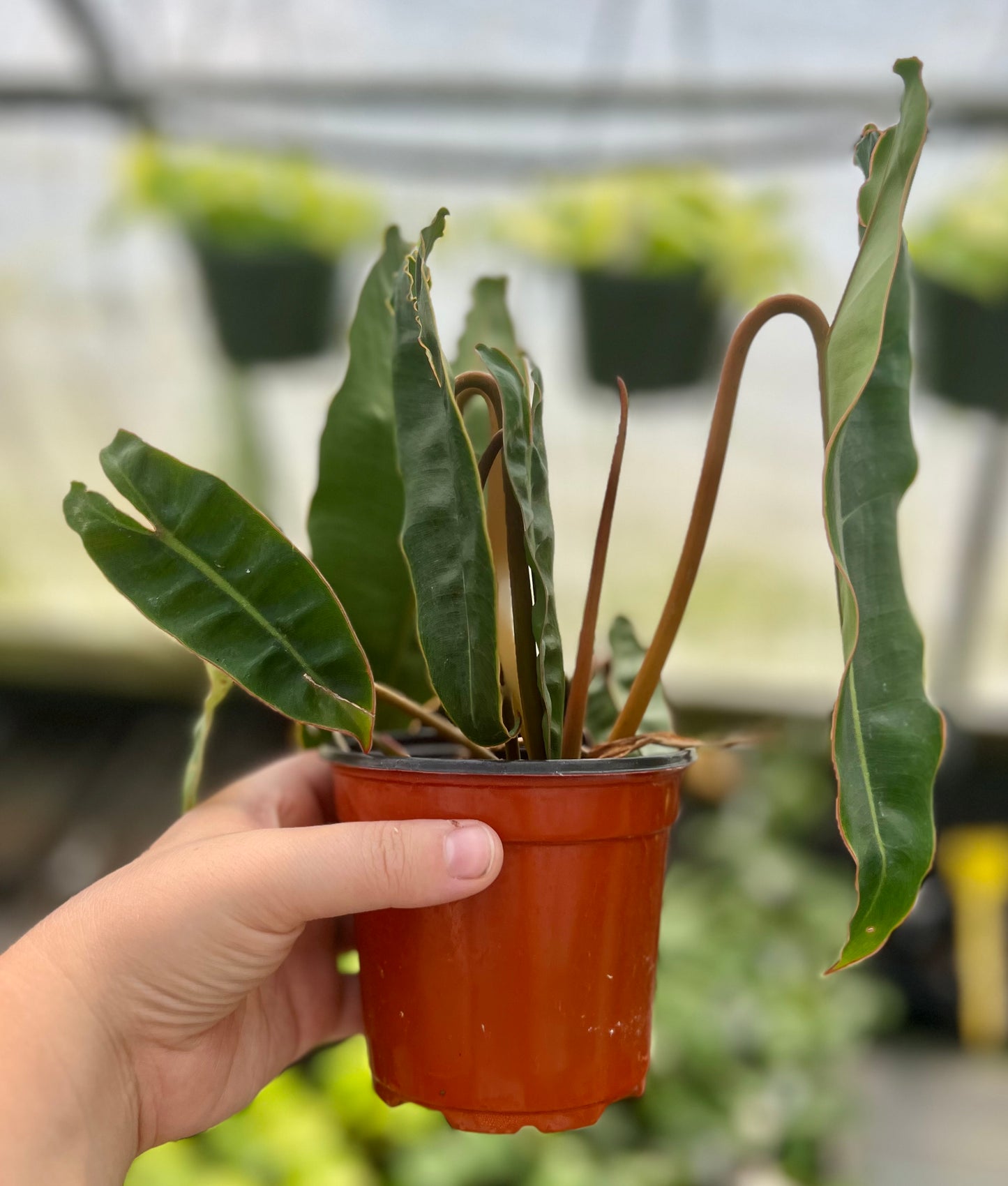 4" Philodendron Billietiae
