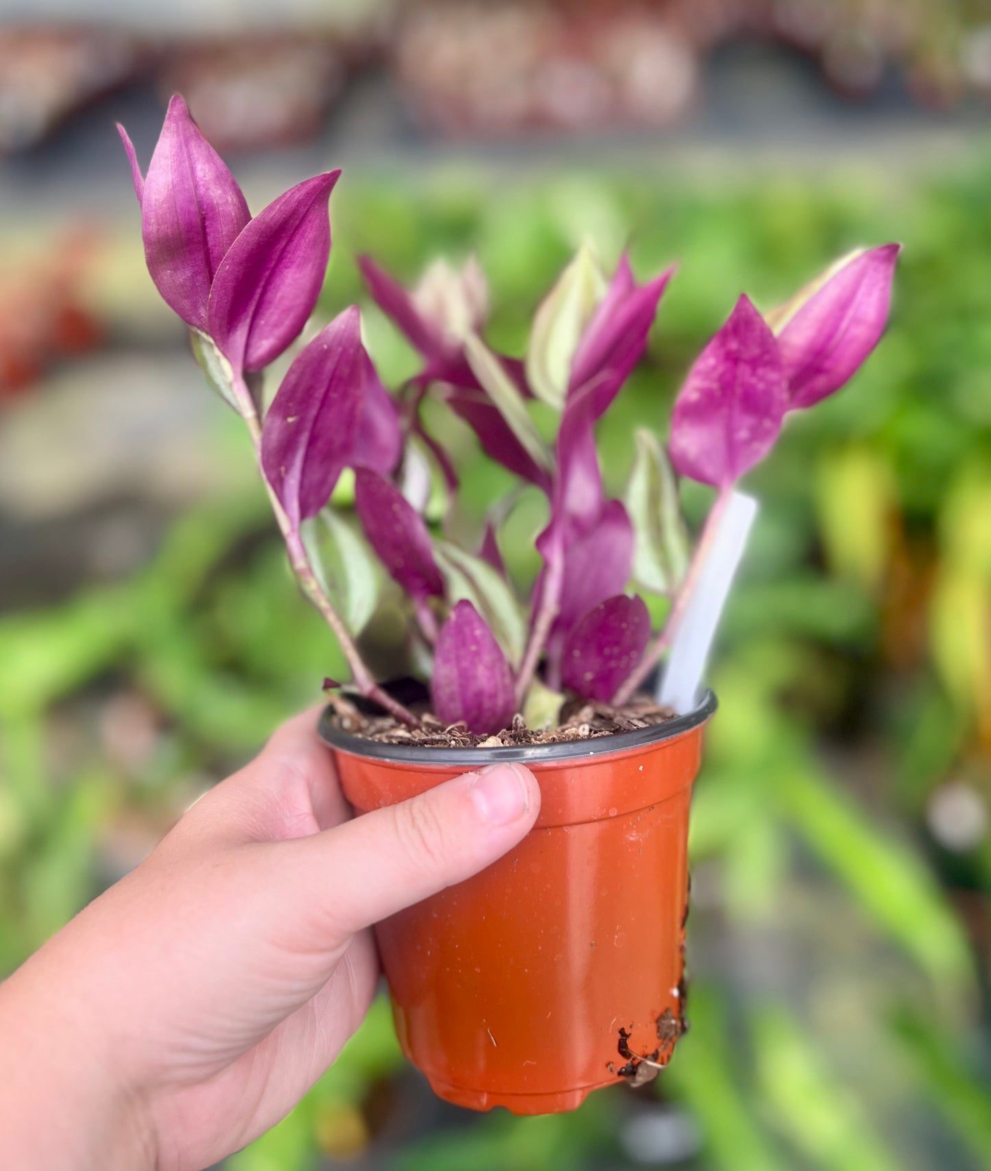 4" Tradescantia Zebrina