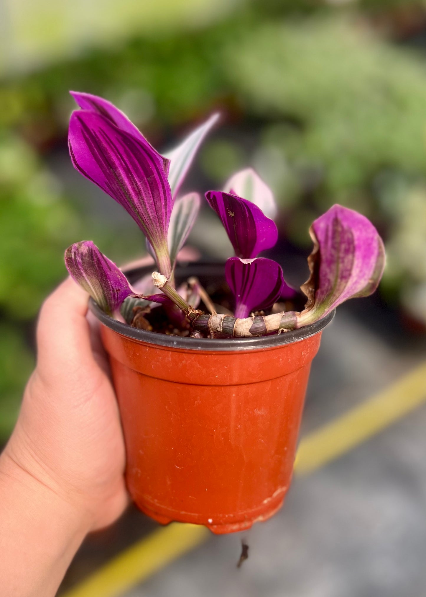 4" Nanouk Tradescantia