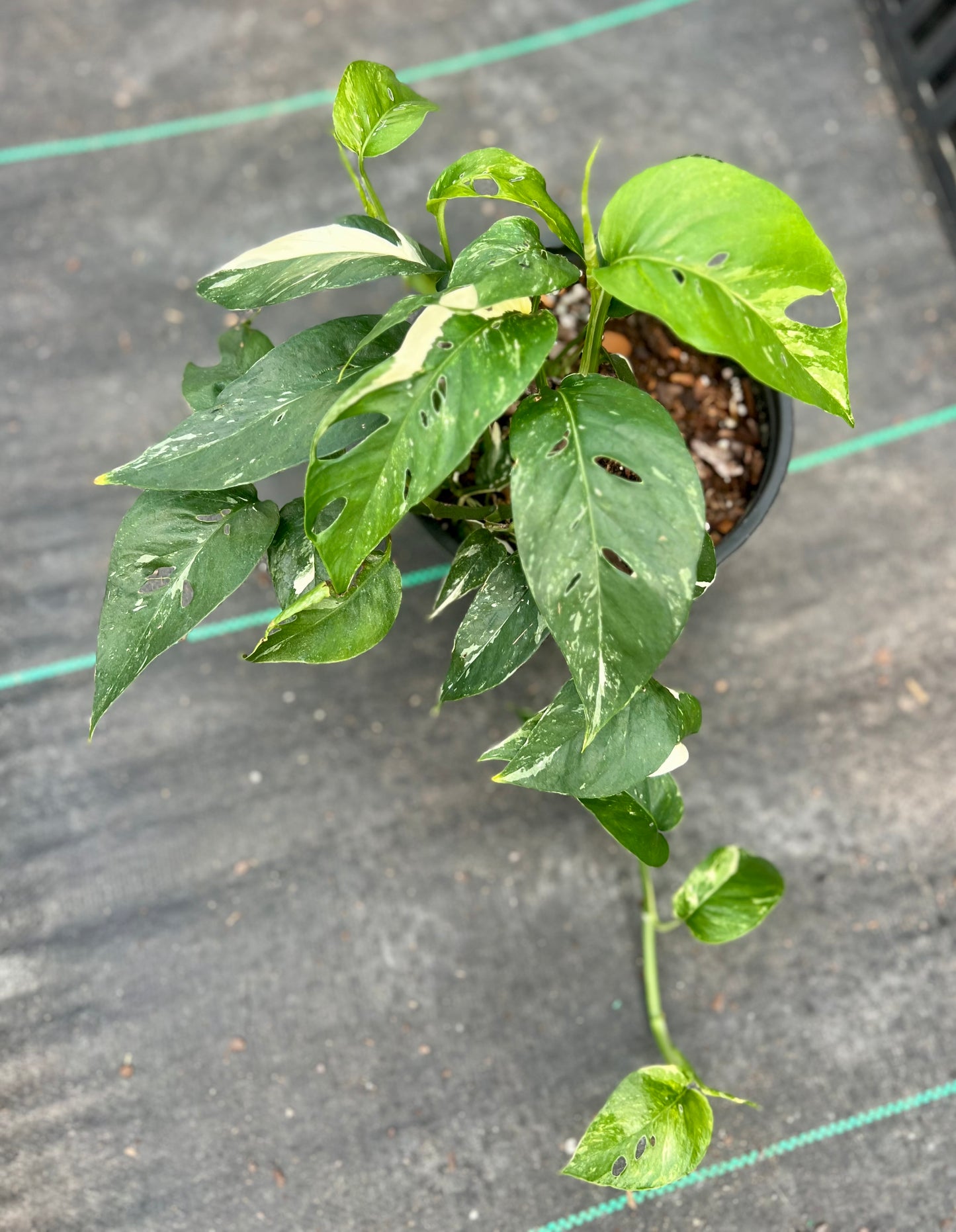 6" Epipremnum Pinnatum Variegated