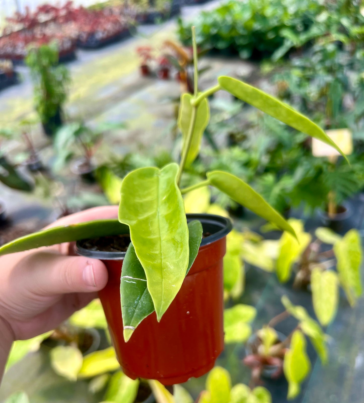 4" Hoya Archboldiana