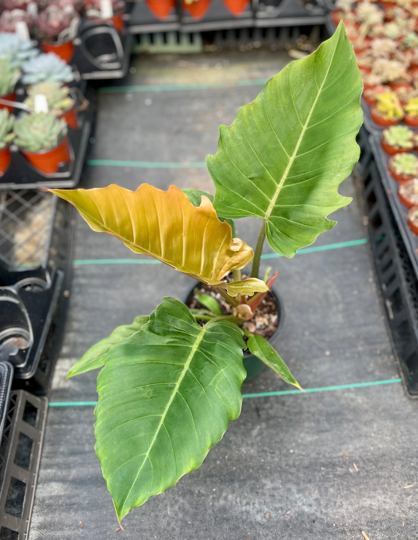6" Philodendron Pluto