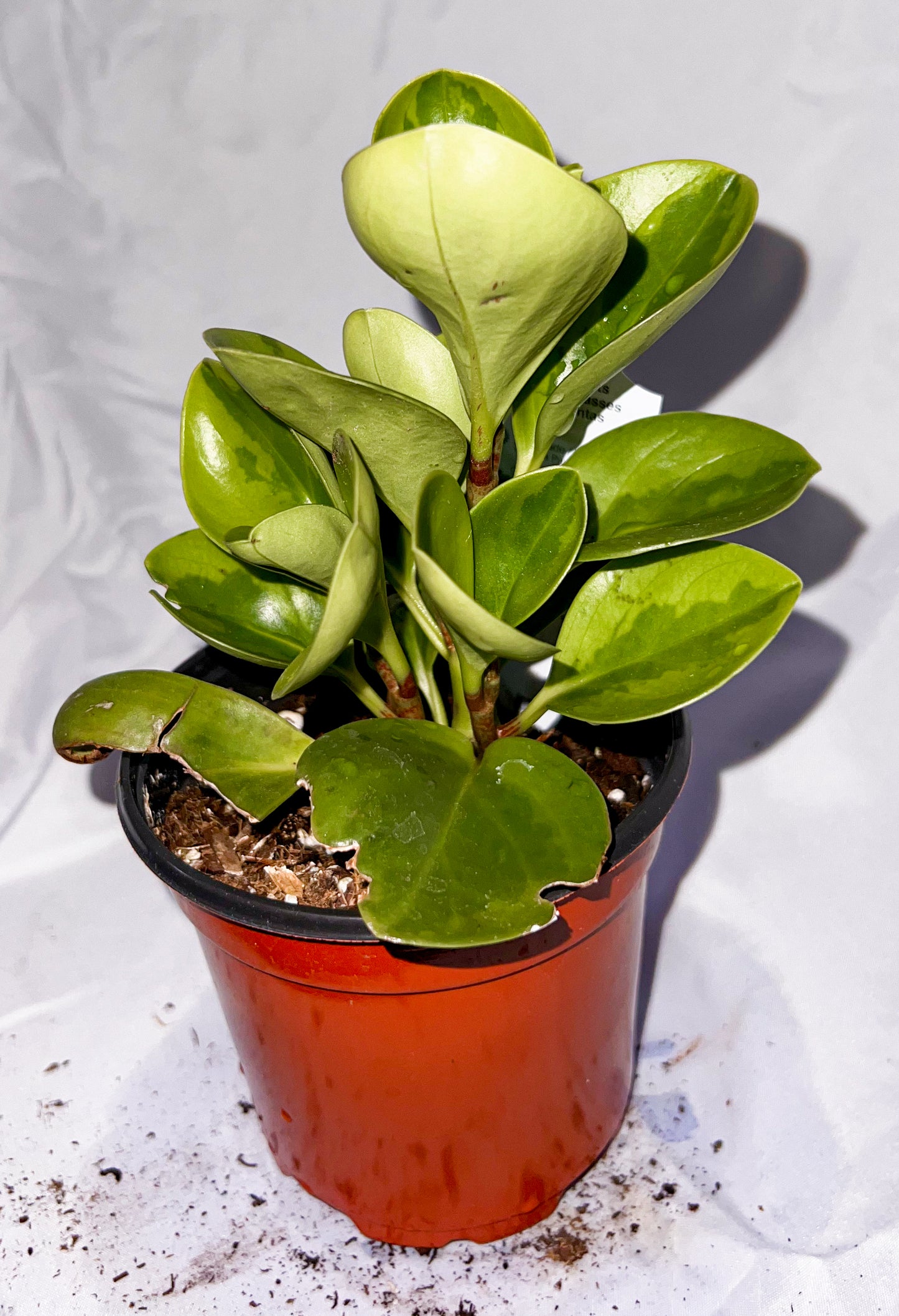 4" Peperomia Lemon Lime