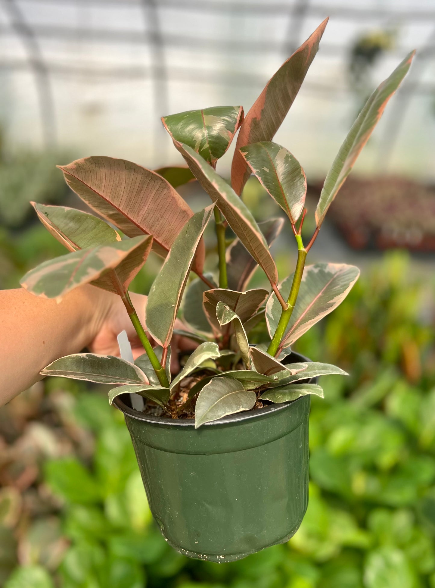6" Ficus Ruby