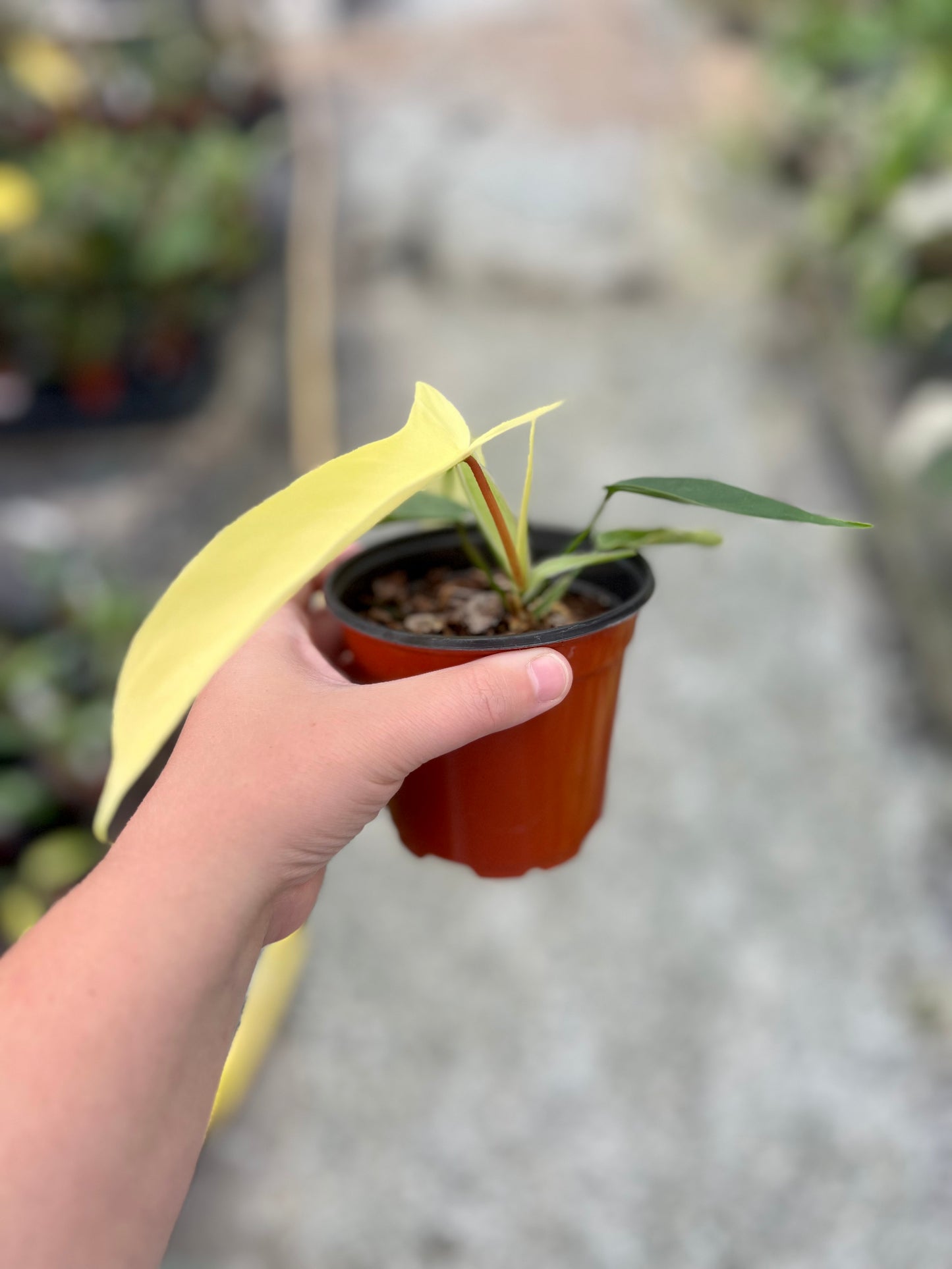 4" Philodendron Florida Ghost