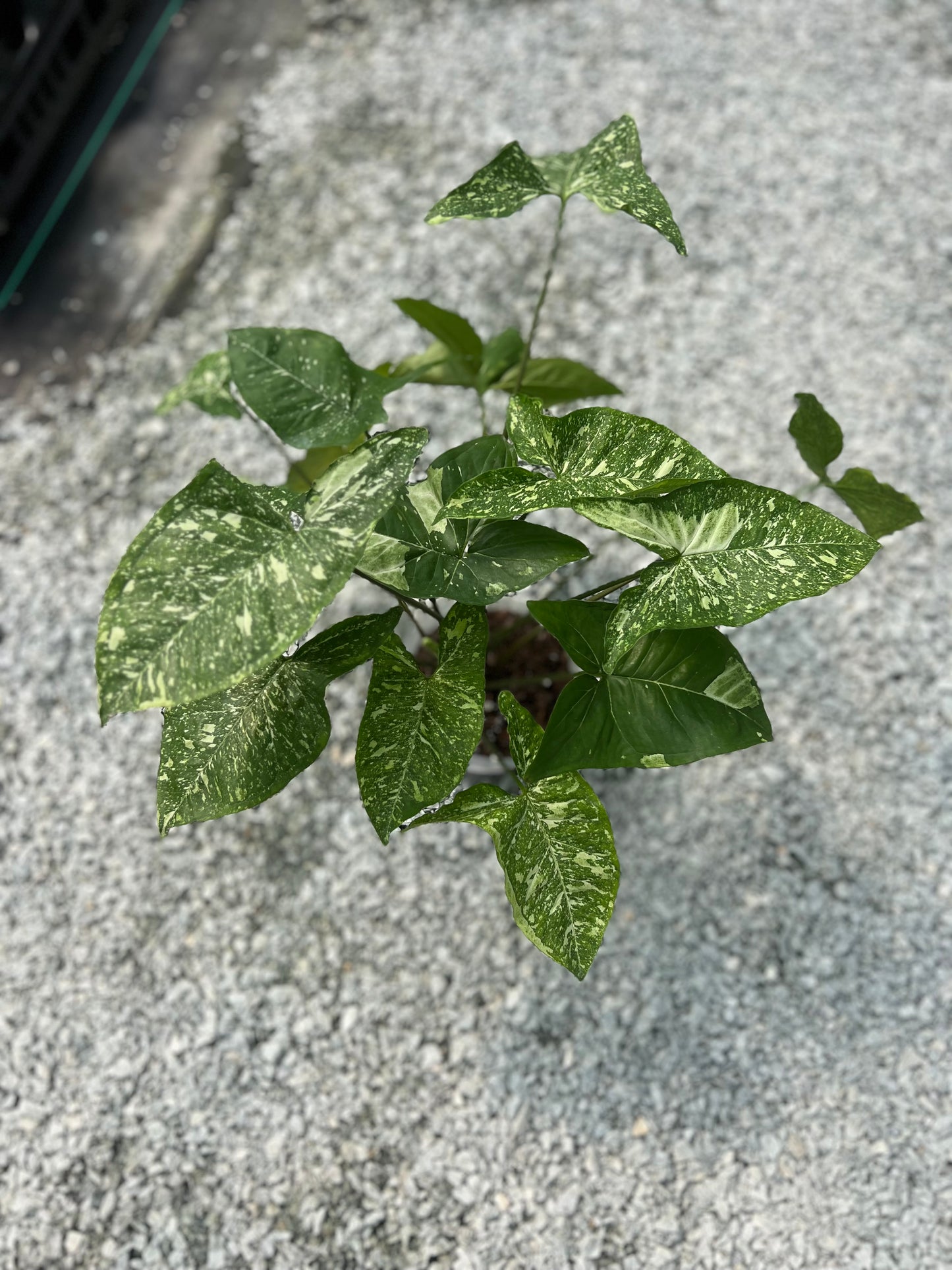 6" Syngonium Panda