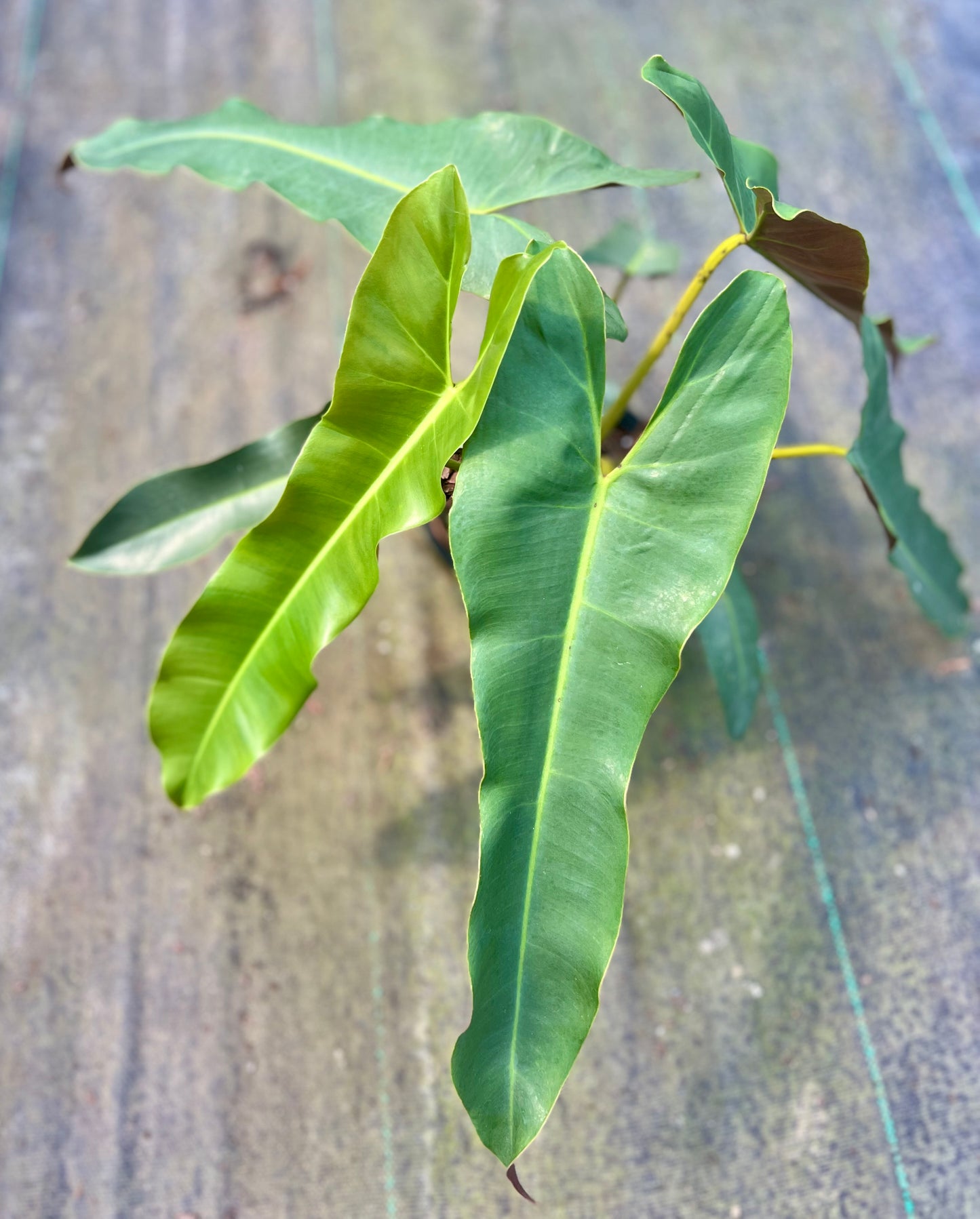 6" Philodendron Atabapoense