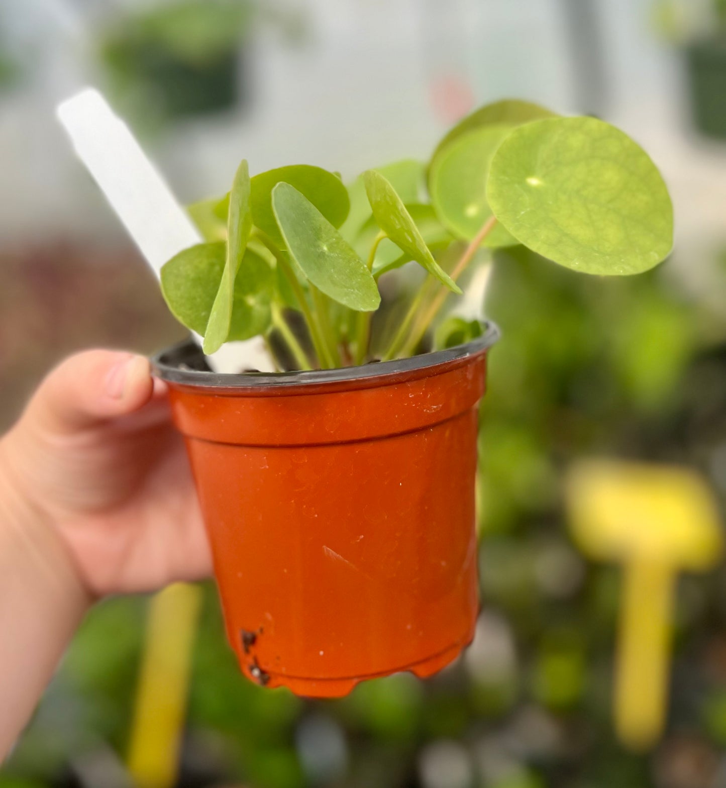 4" Chinese Money Plant