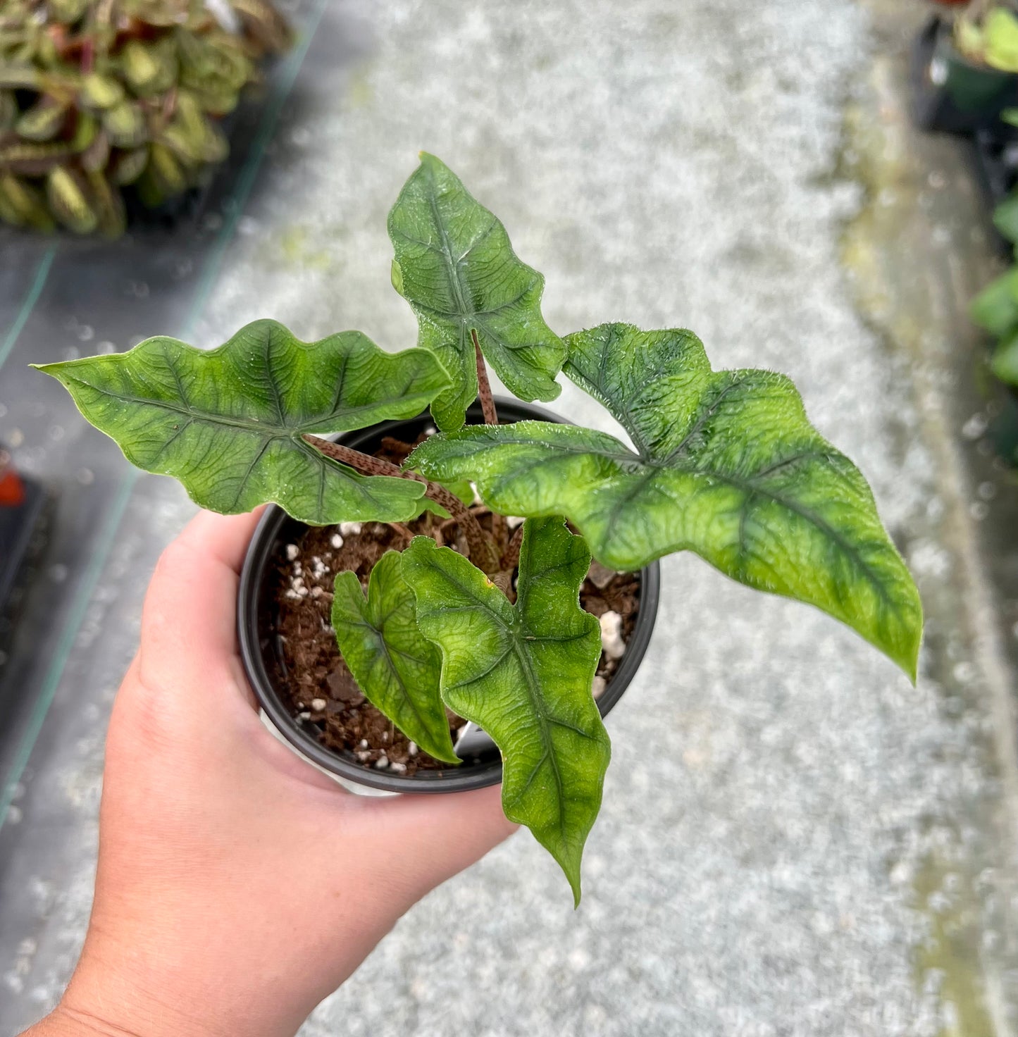 4" Alocasia Jacklyn