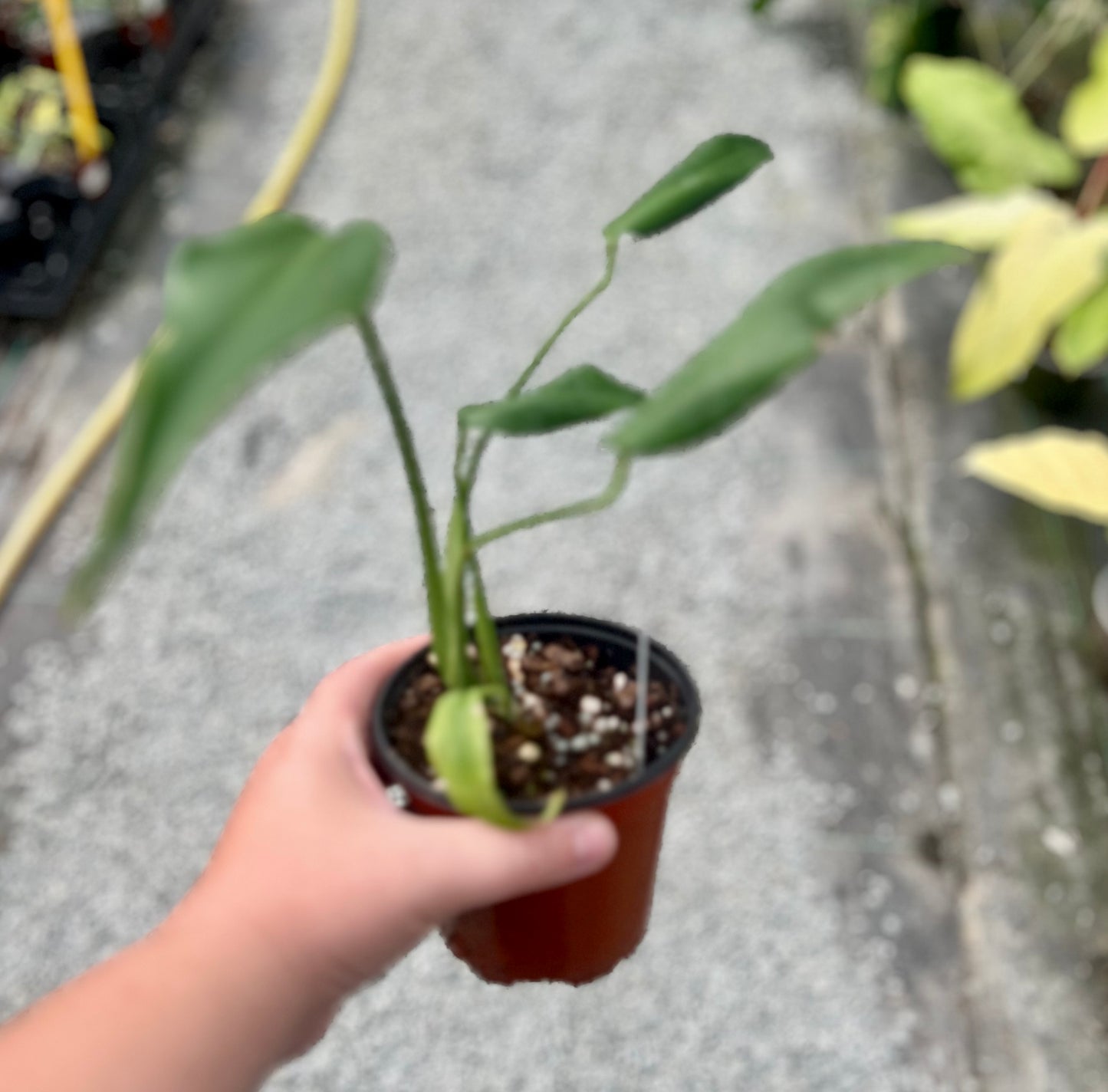 4" Monstera Burle Marx Flame