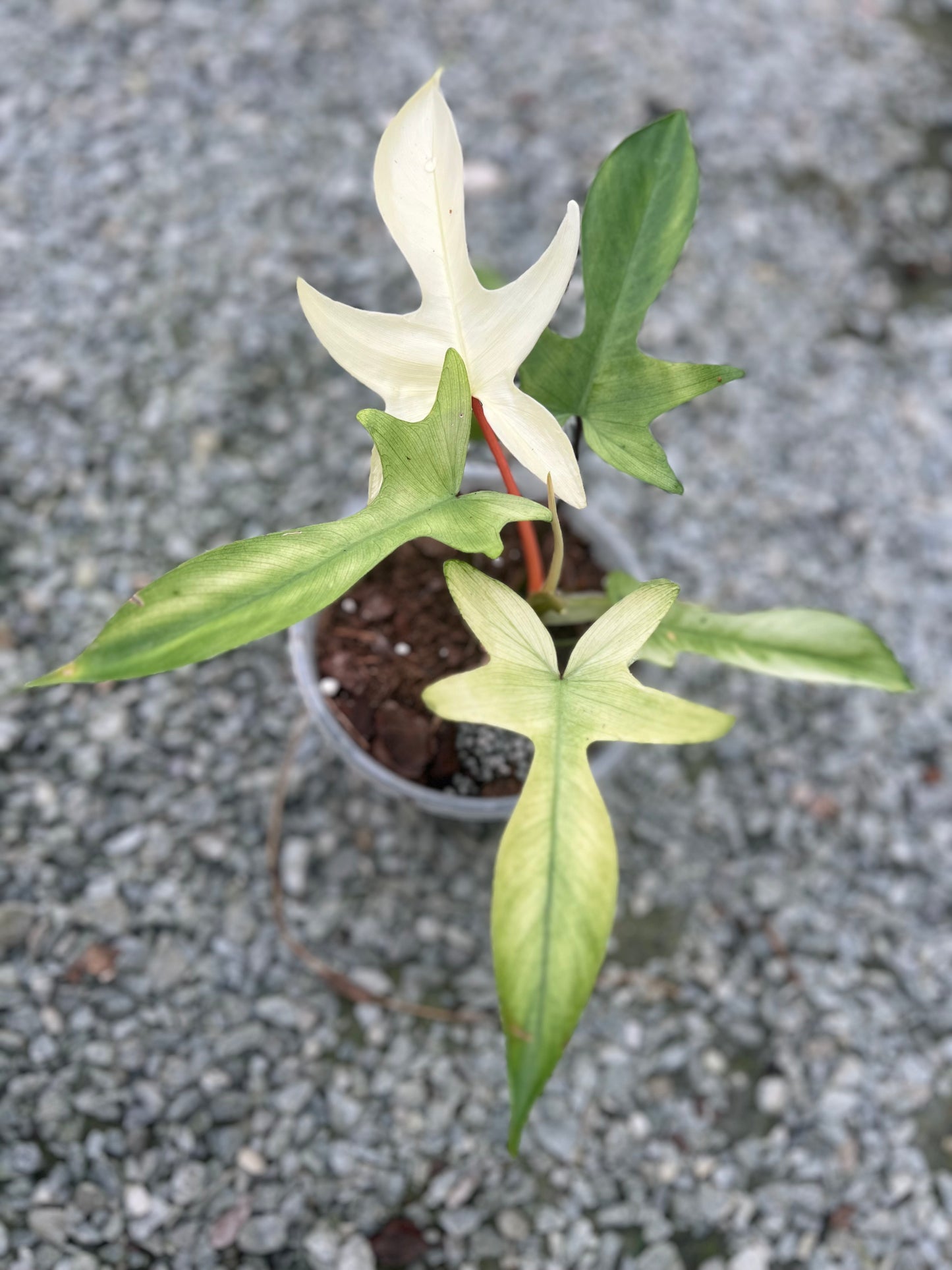6" Philodendron Florida Ghost