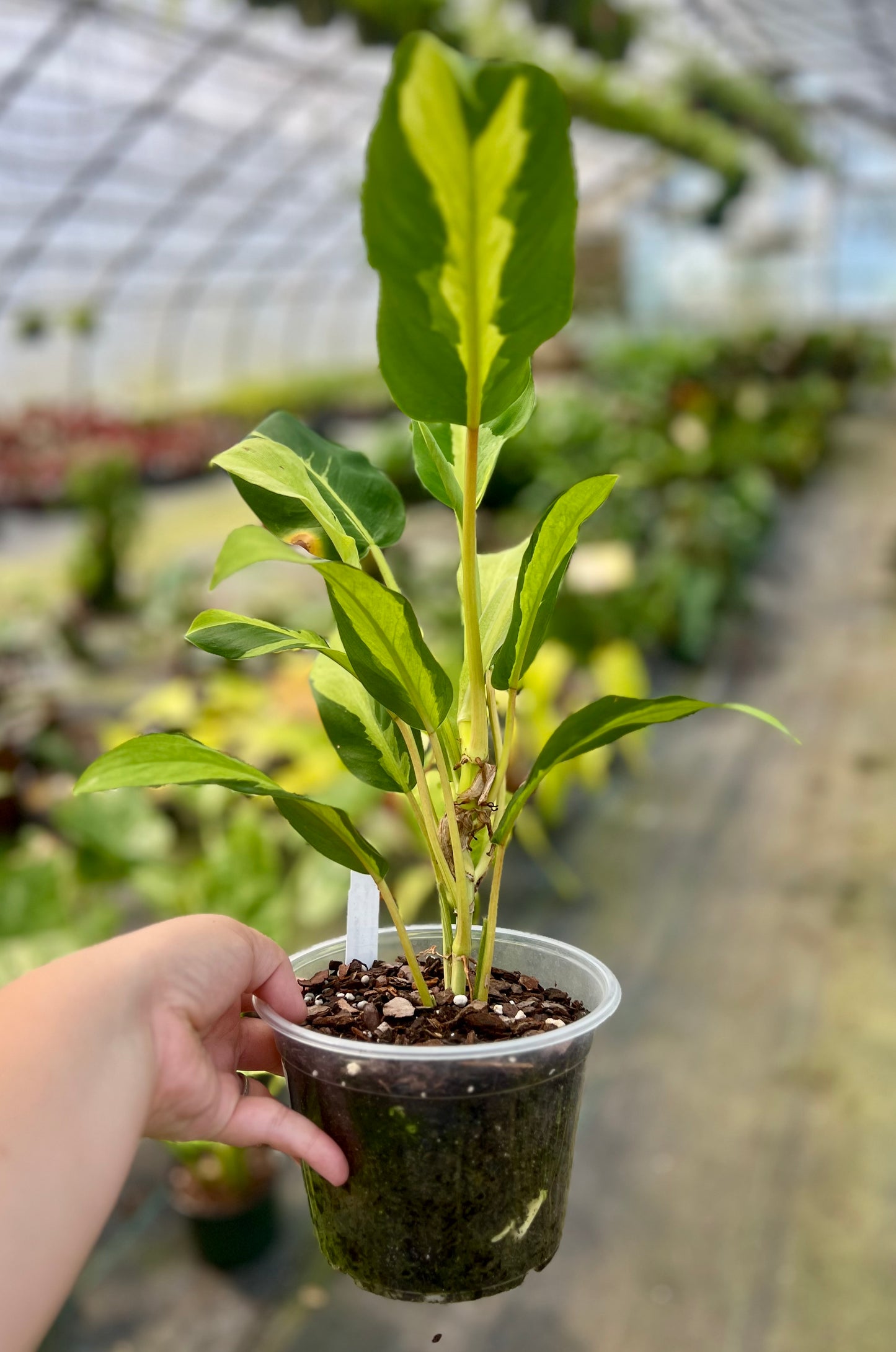 6" Philodendron Thai Sunrise