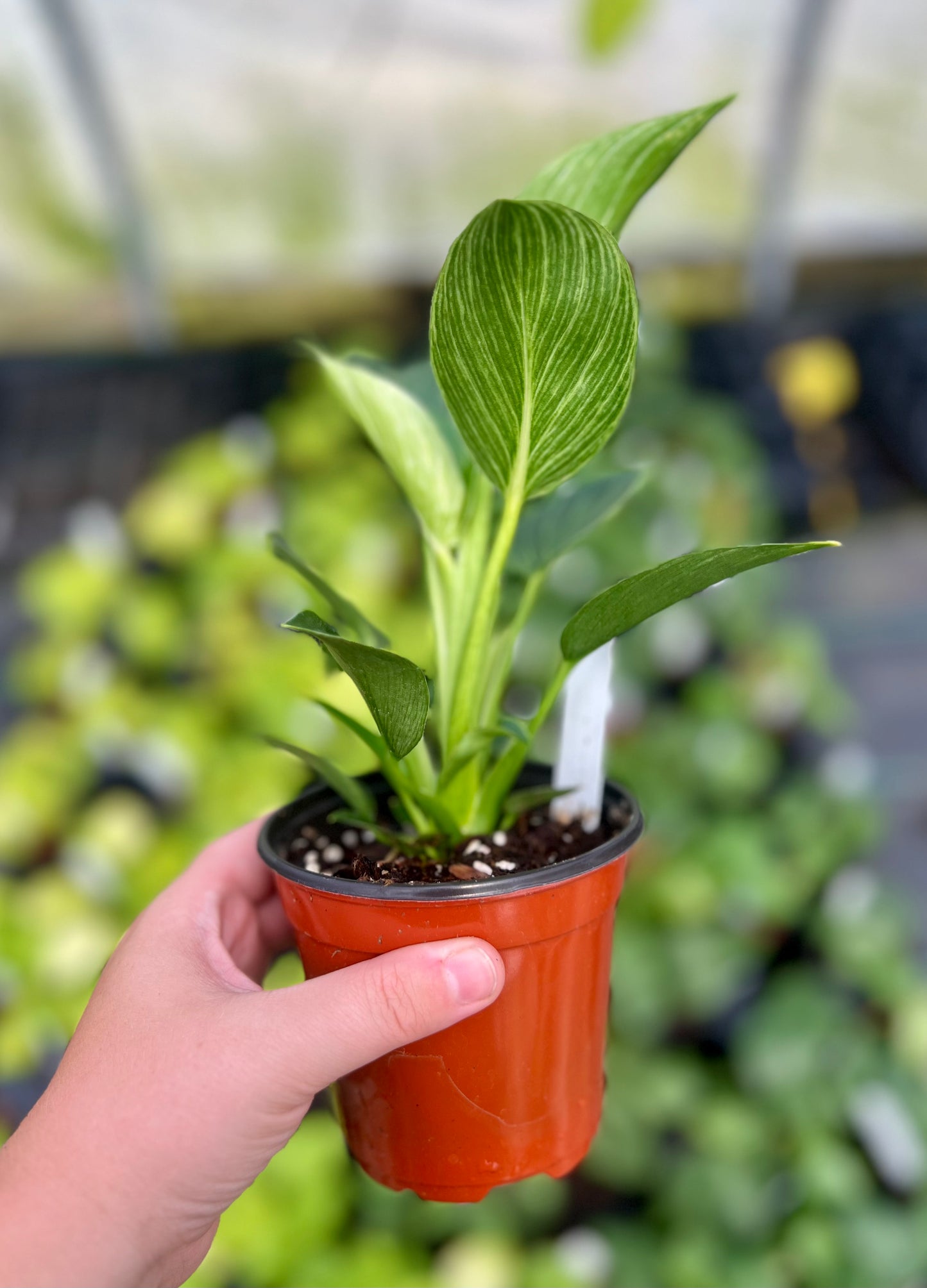 4" Philodendron Birkin