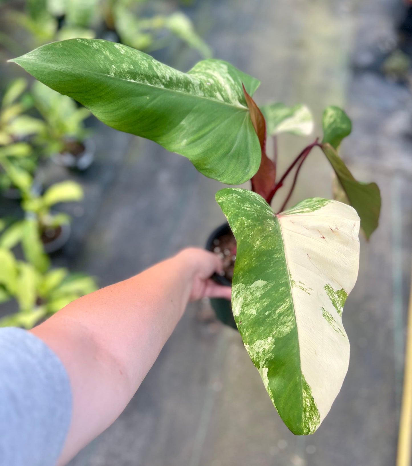 6" Philodendron Strawberry Shake