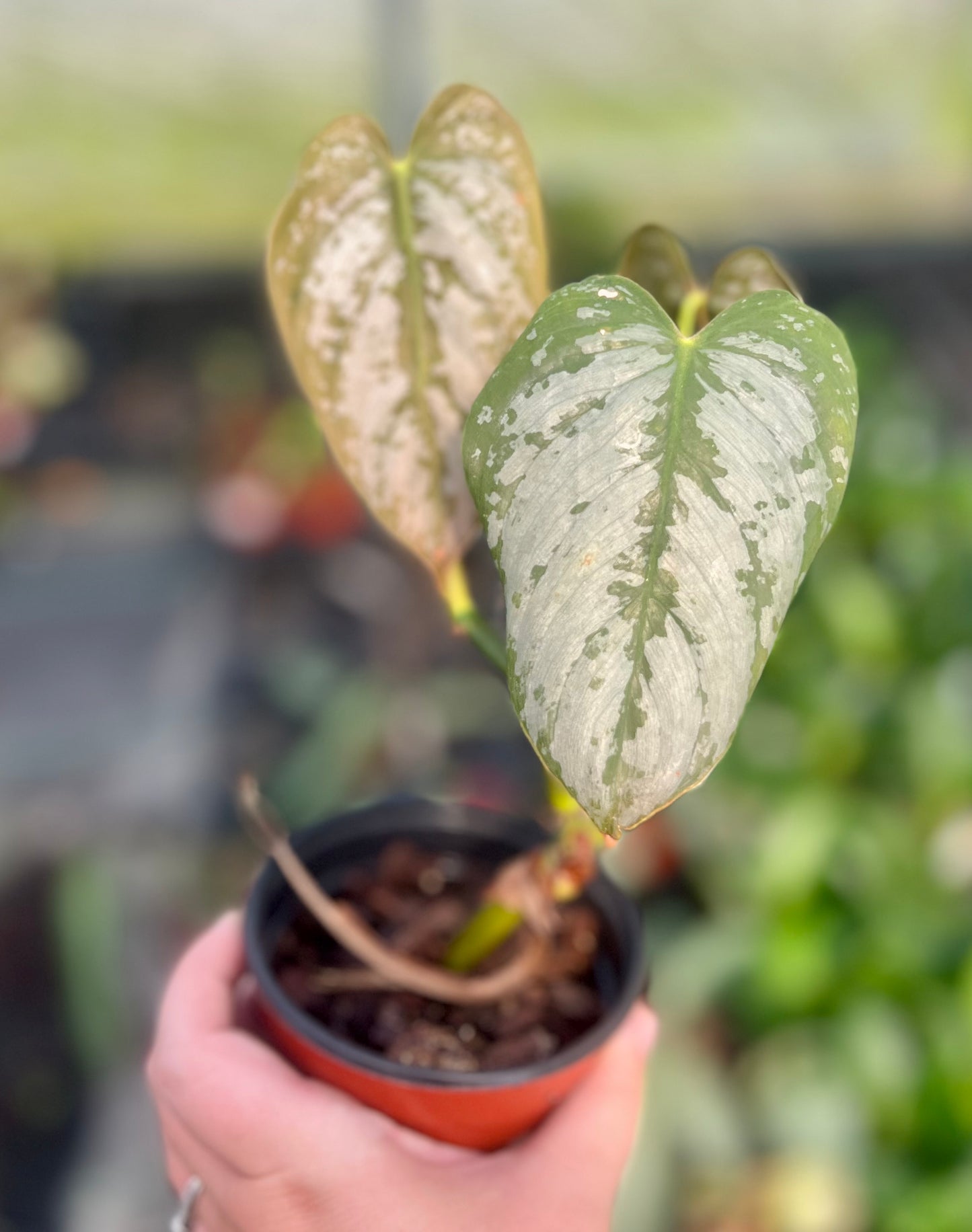 4" Philodendron Brandi