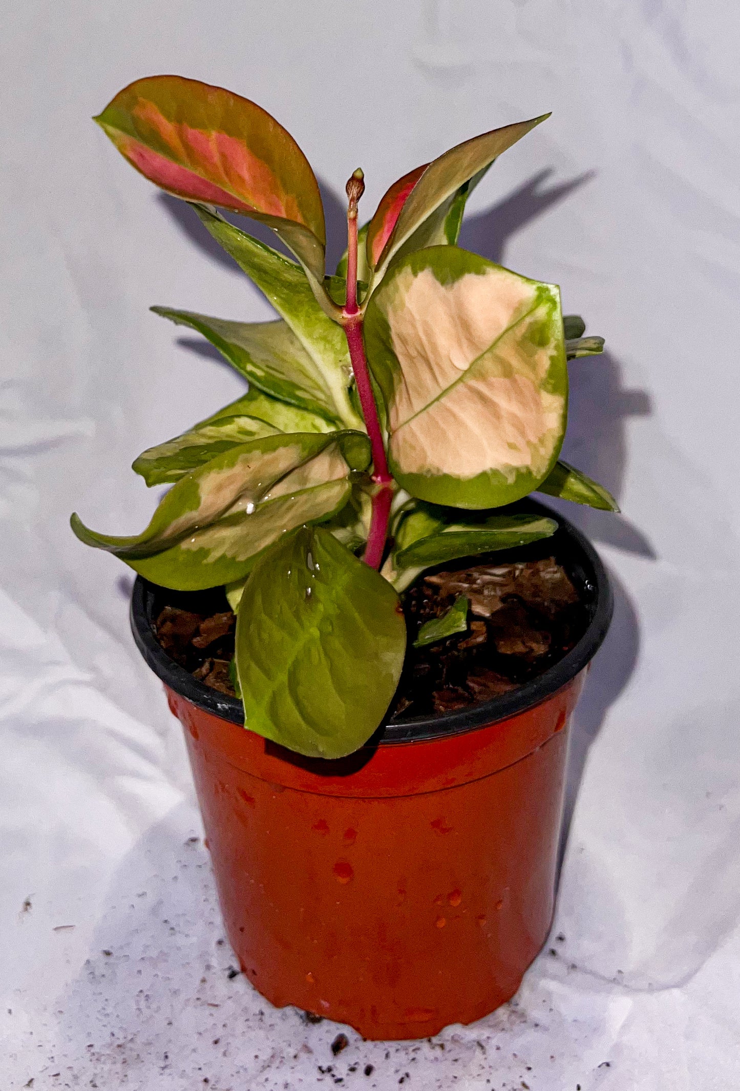 4" Hoya Australis Lisa