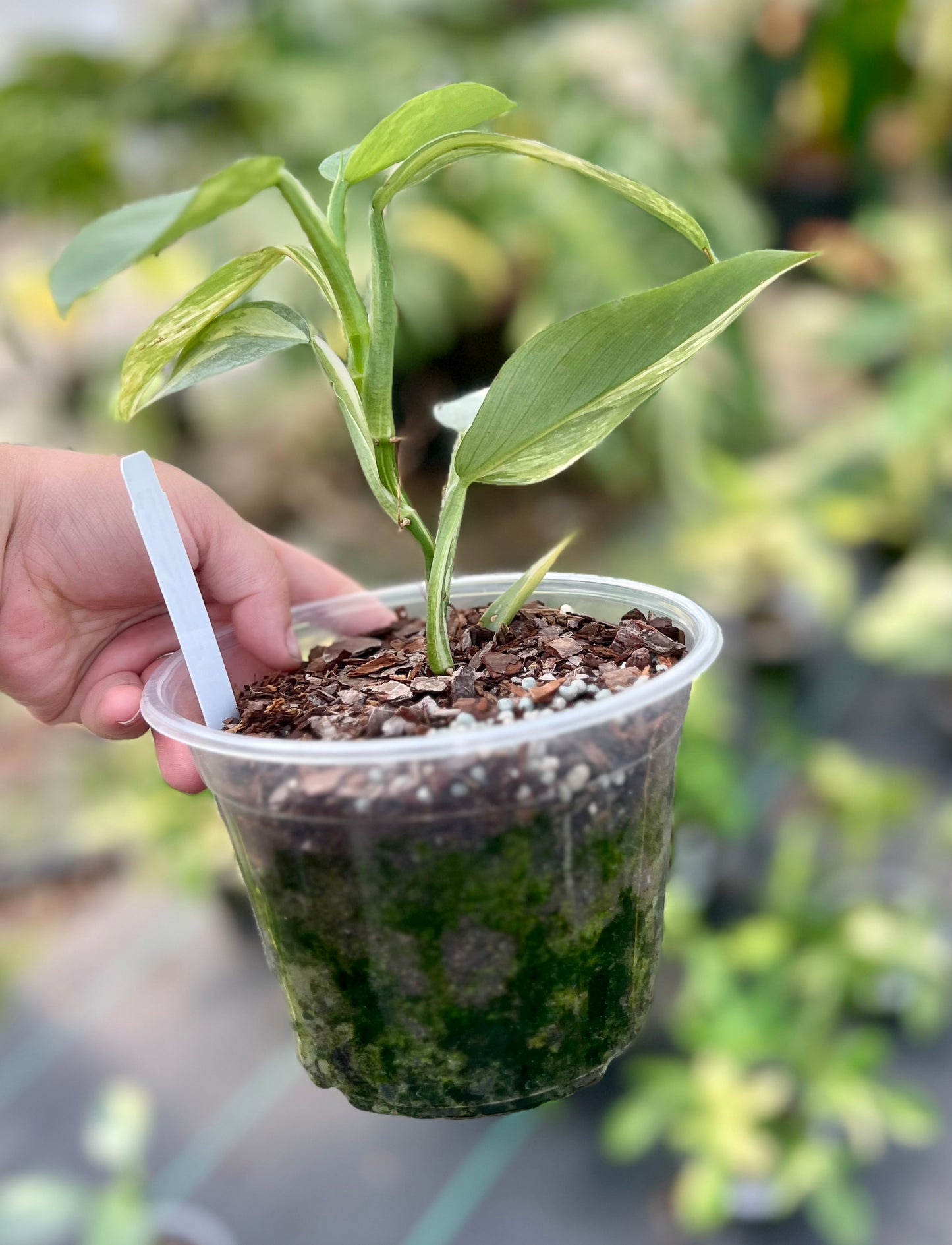 6" Philodendron Variegated Silver Sword