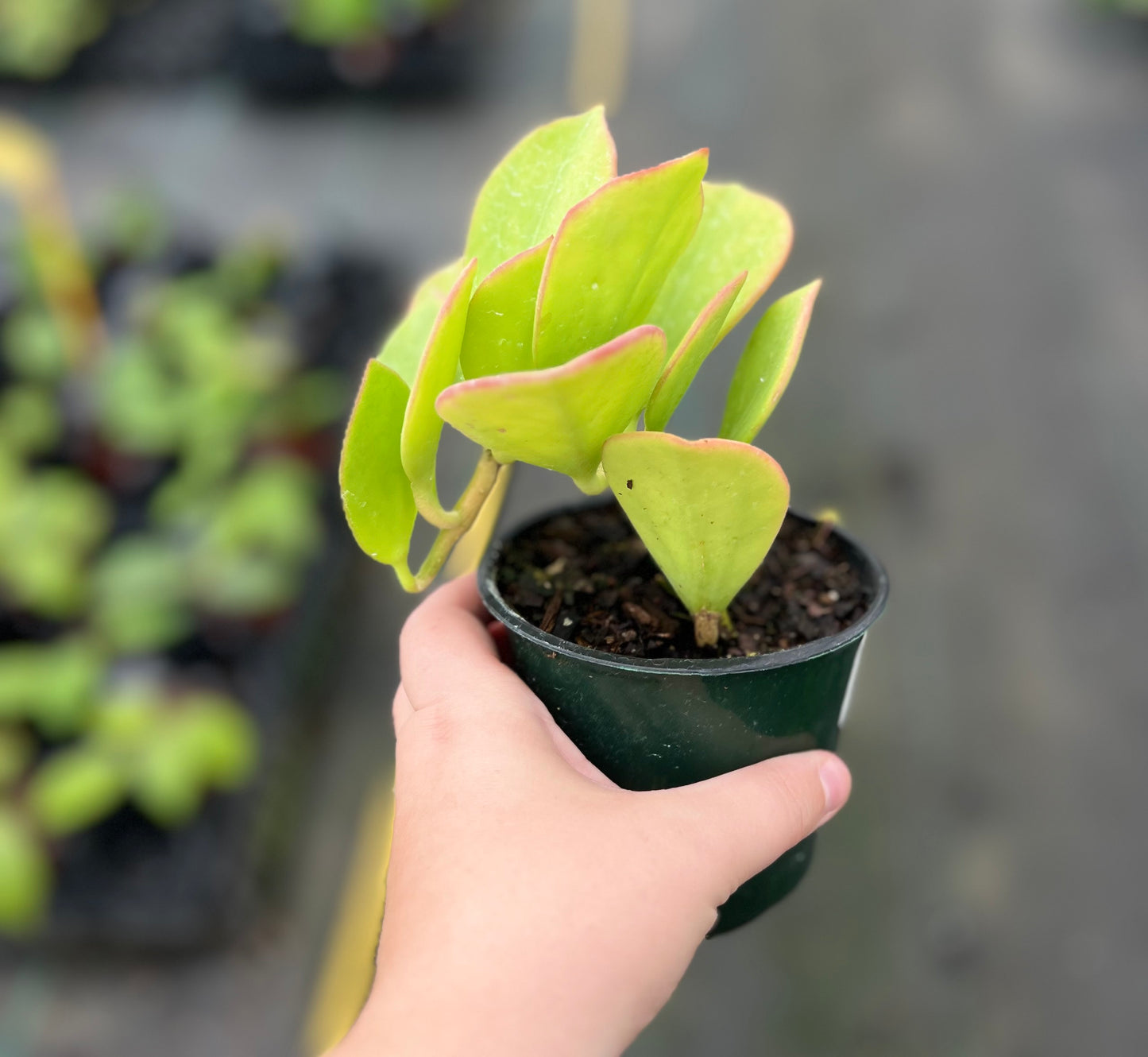 4" Hoya Pachyolada