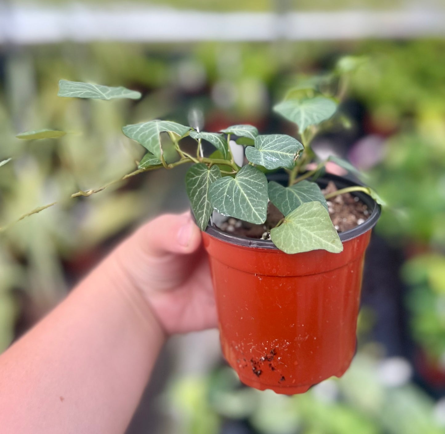 4" Teardrop "Ivy"