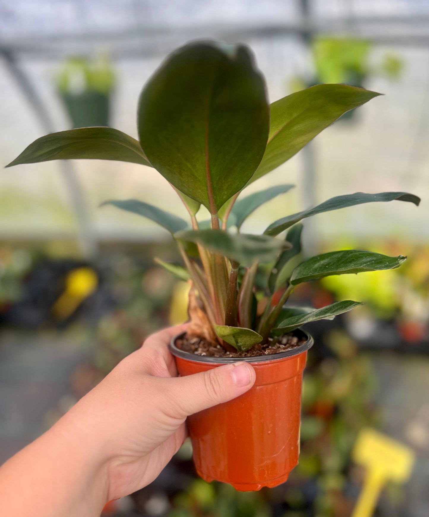 4" Philodendron Red Back
