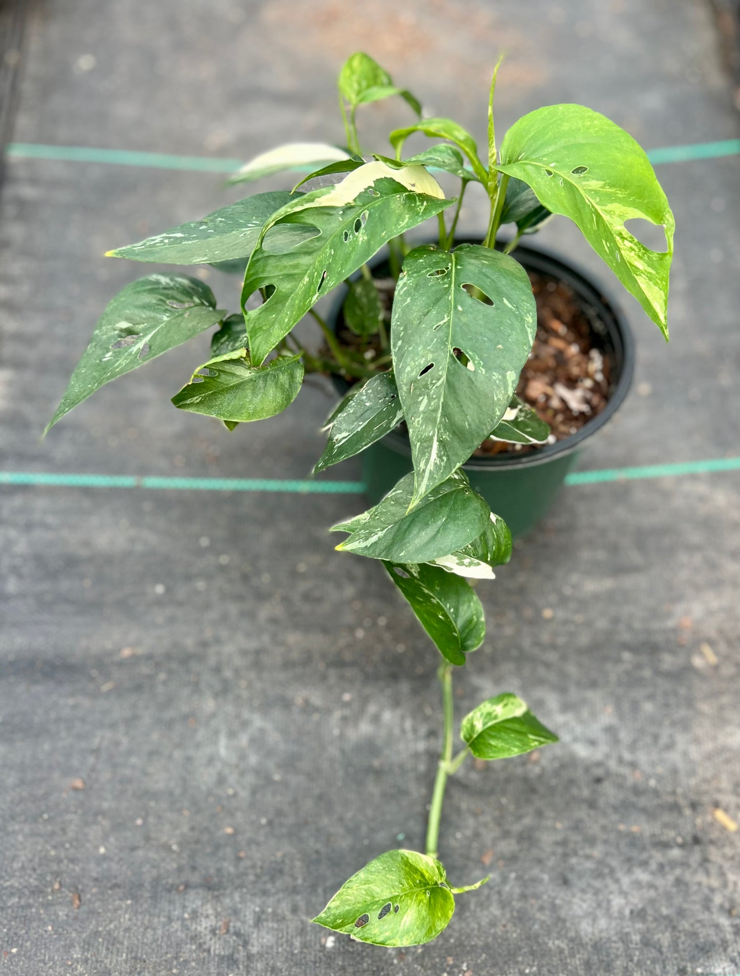 6" Epipremnum Pinnatum Variegated