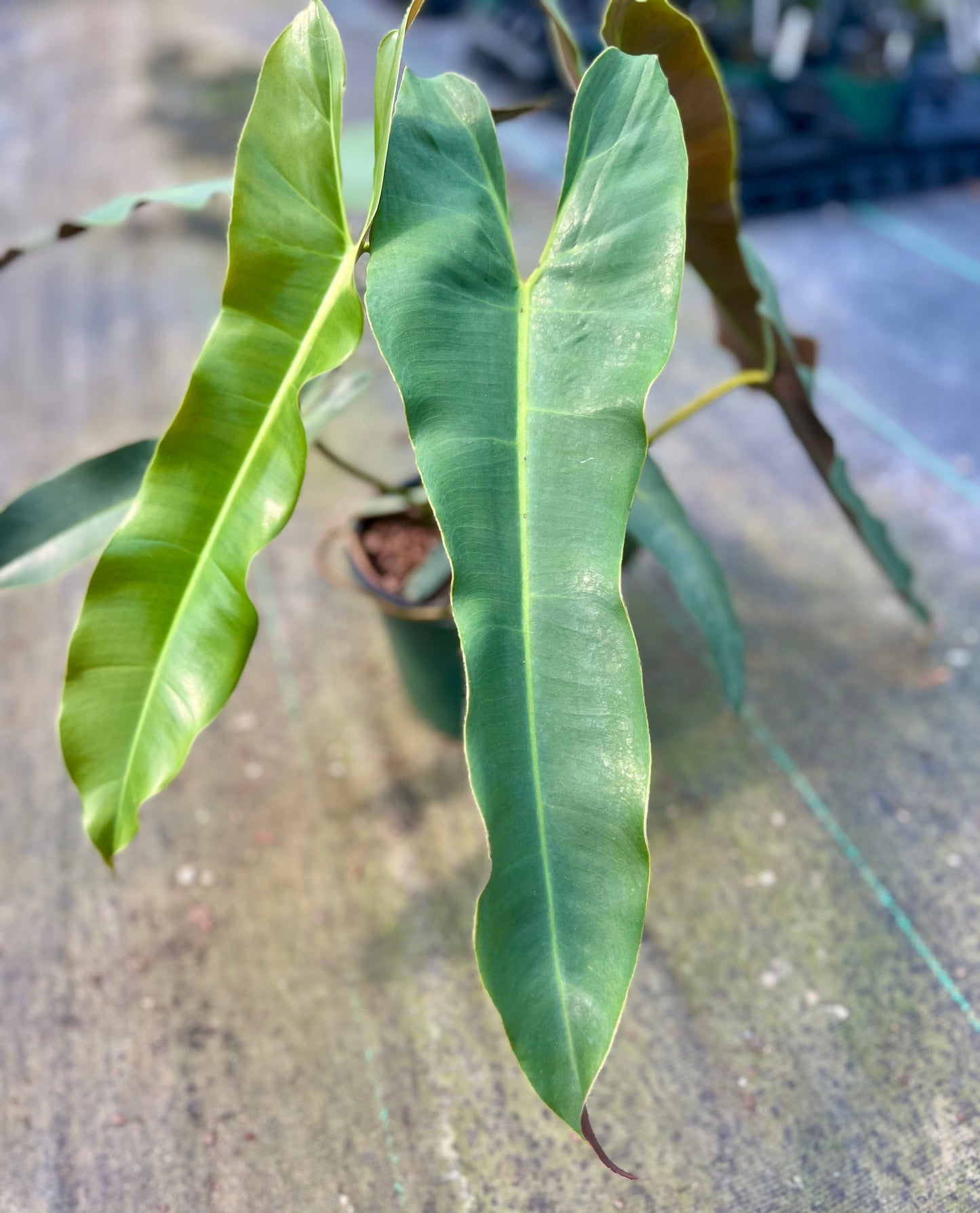 6" Philodendron Atabapoense