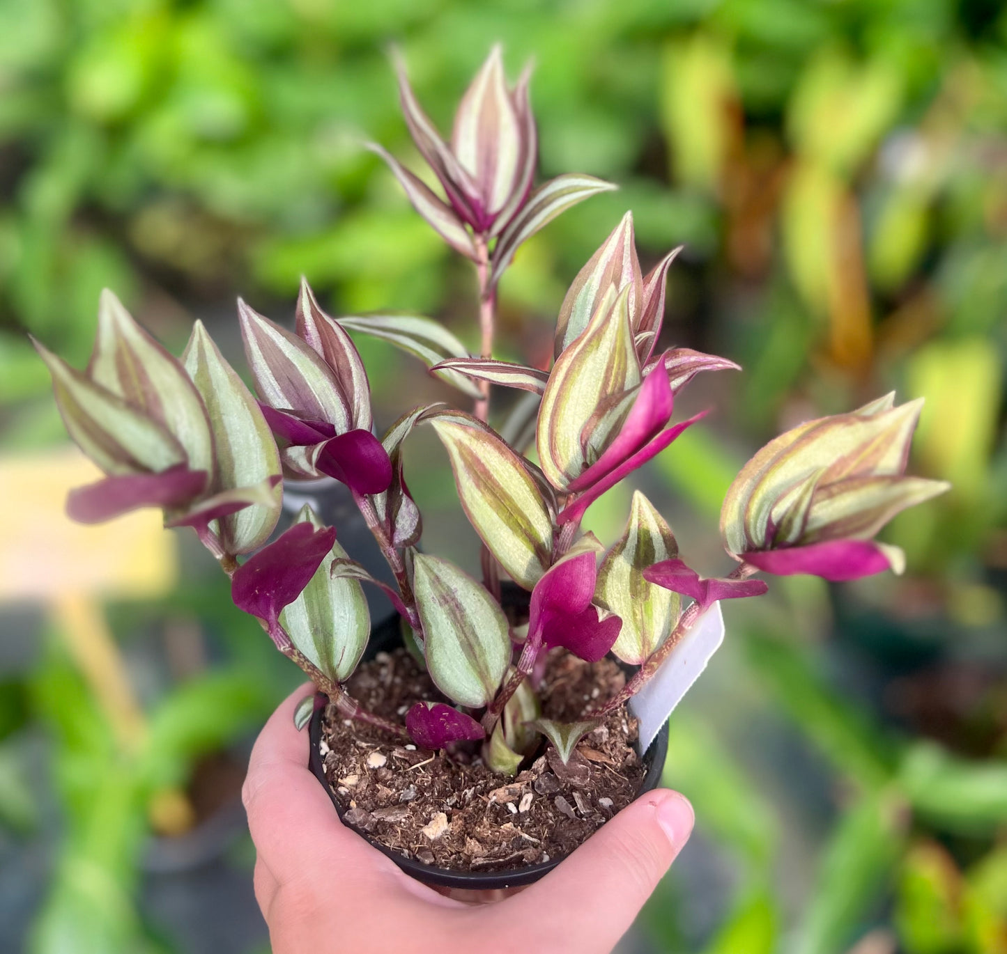 4" Tradescantia Zebrina