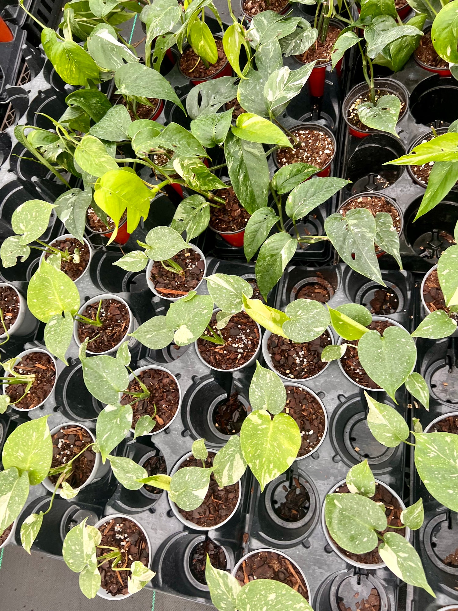4" Houseplants