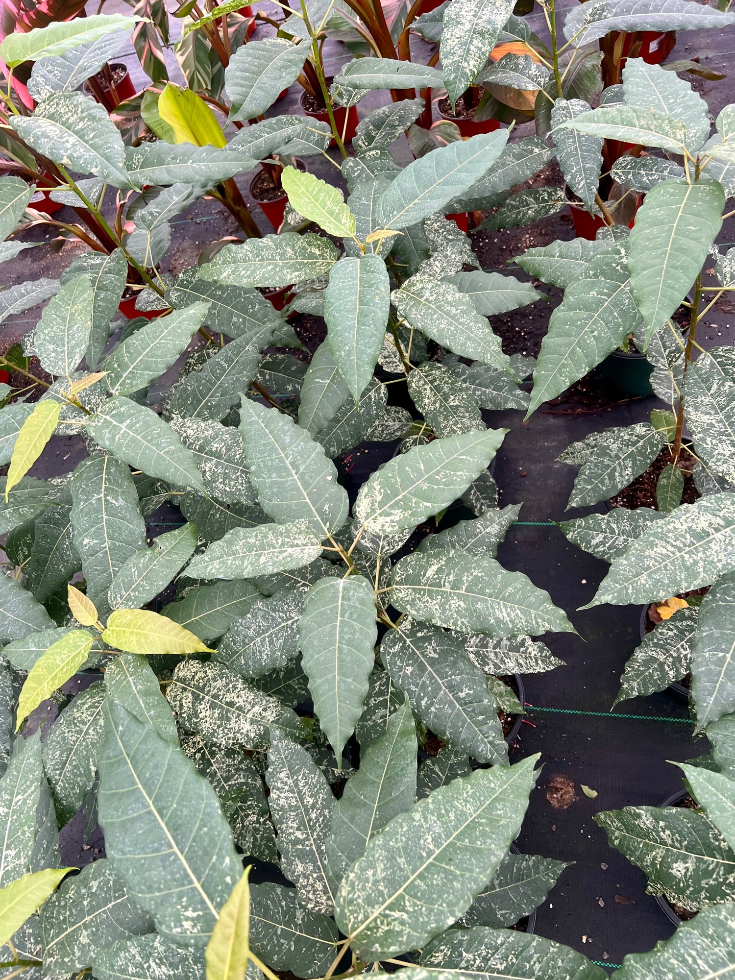 6" Houseplants