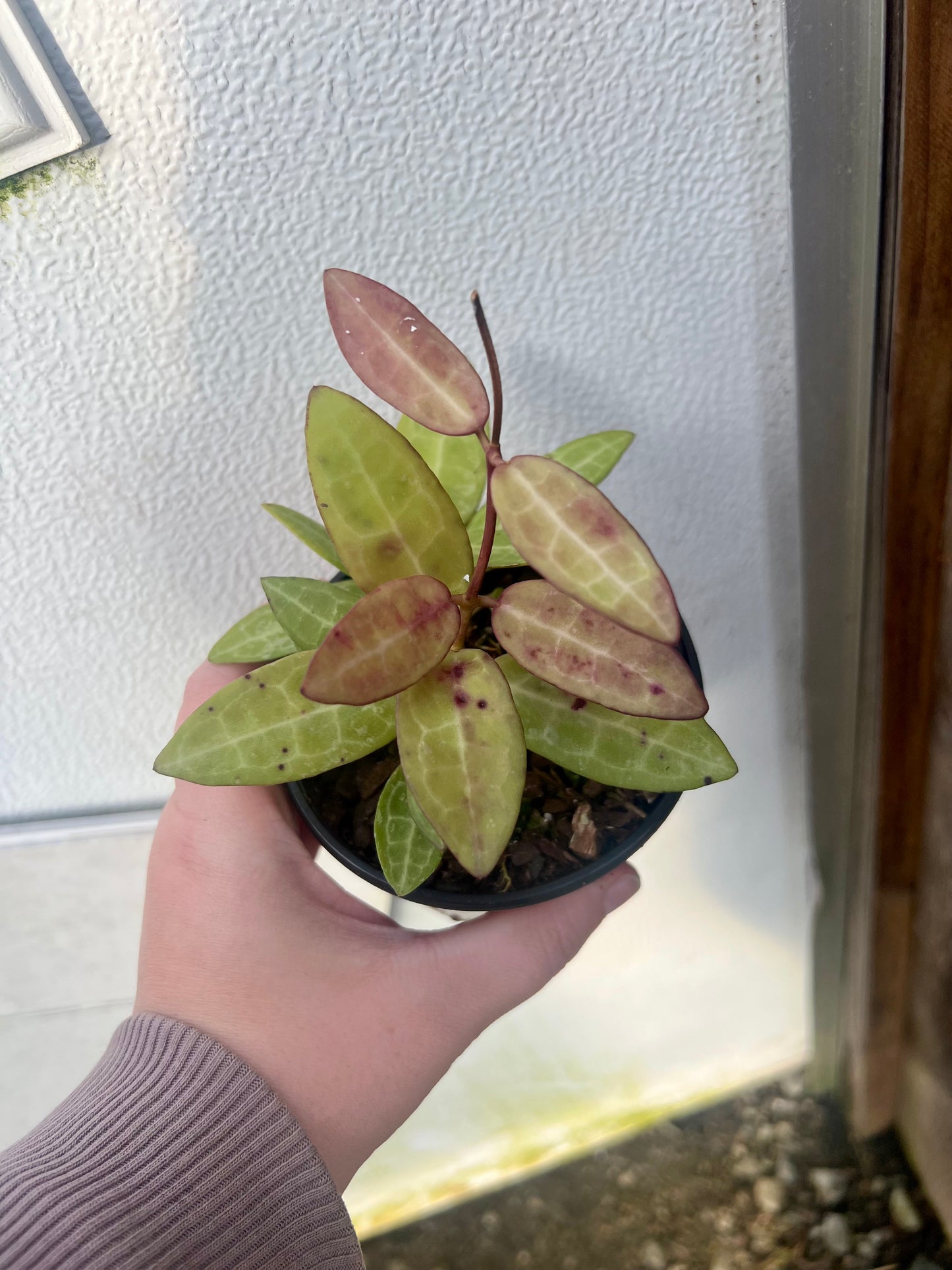 4" Hoya Elliptica