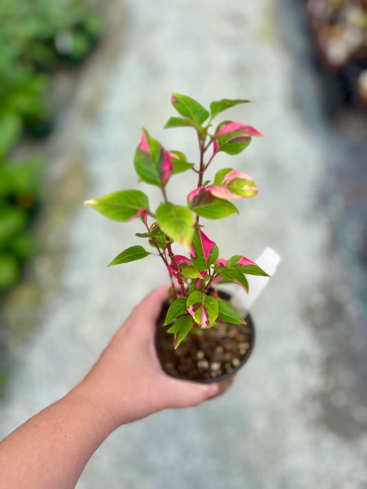 4" Alternanthera Party Time