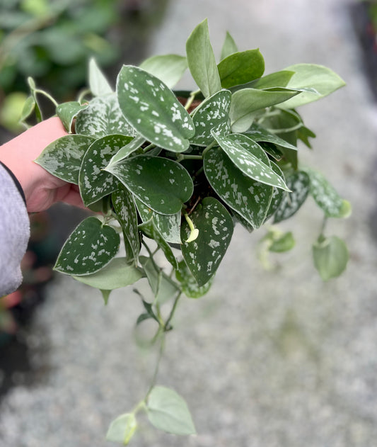 6" Pictus Scindapsus
