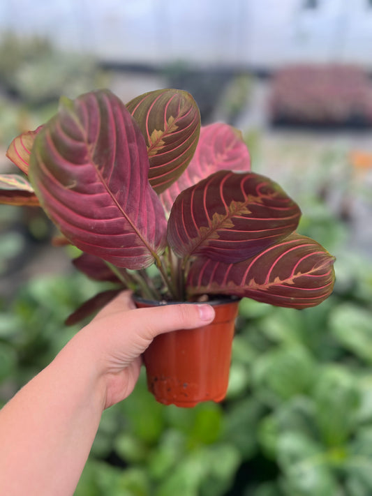 4" Maranta Red - Prayer Plant