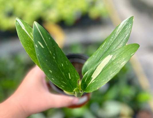4" Philodendron Standleyana Albo