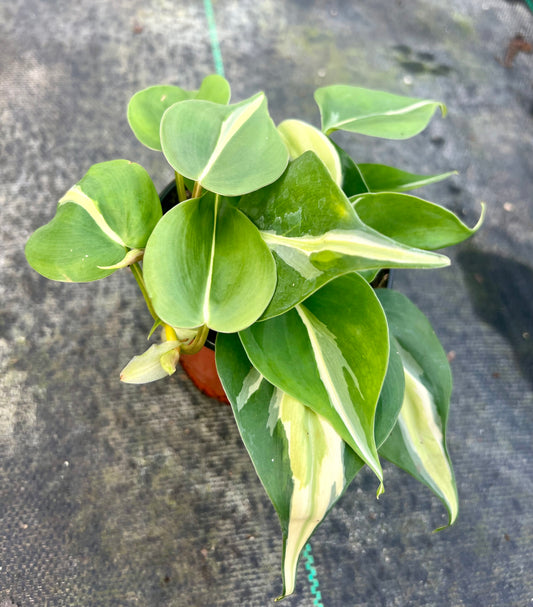 4" Philodendron Rio