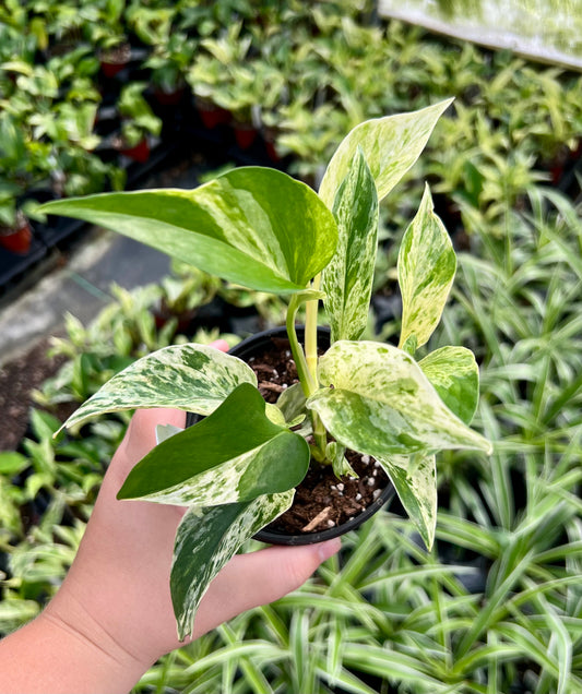 4" Pothos Marble King