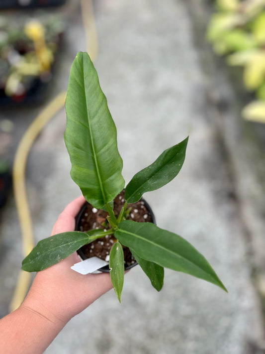 4" Philodendron Jungle Boogie