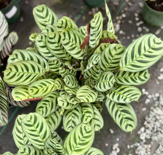 6" Calathea Burle Marx