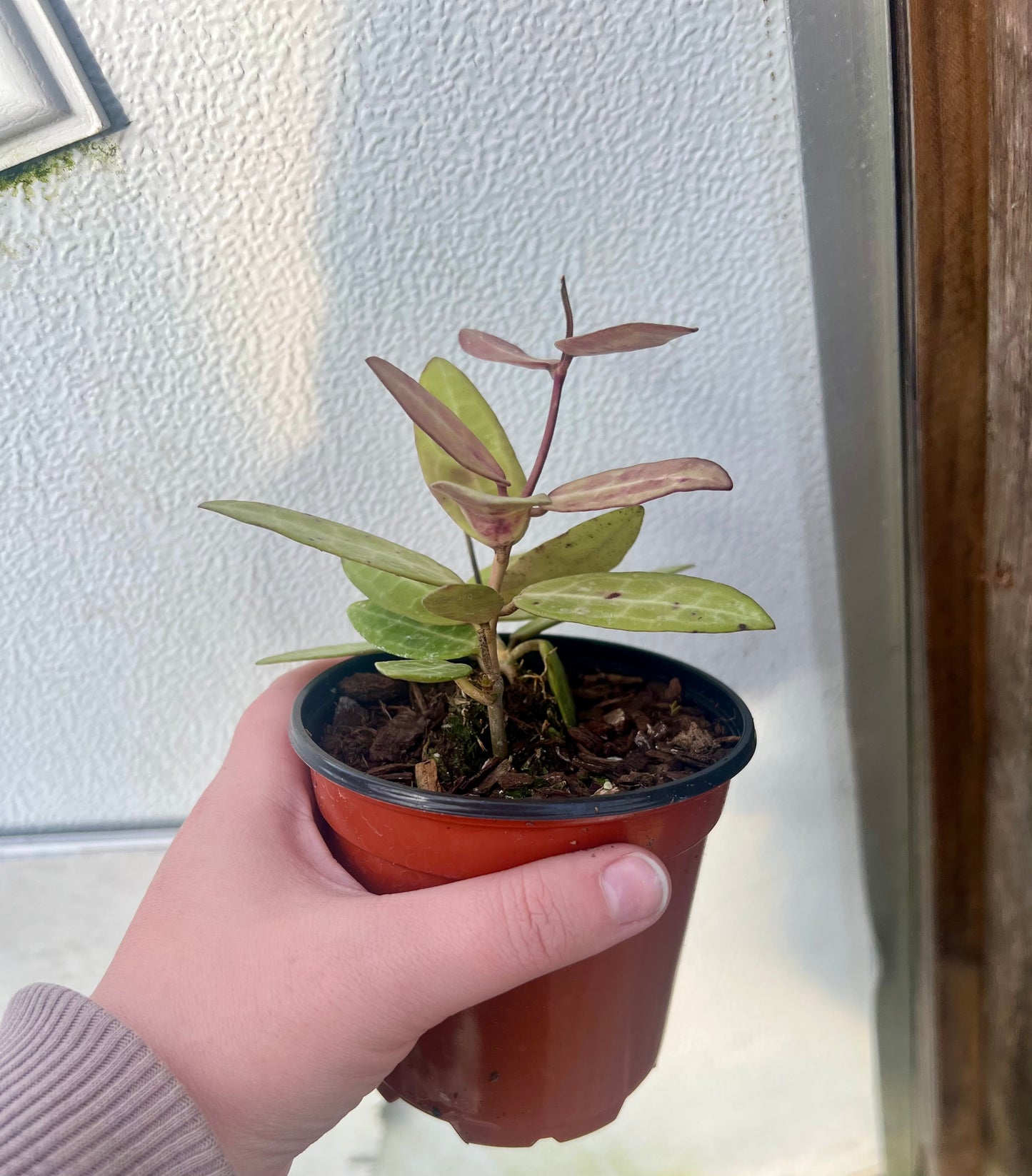 4" Hoya Elliptica