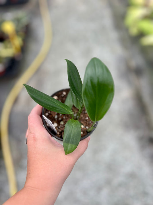 4" Rhaphidophora Dragon Tail