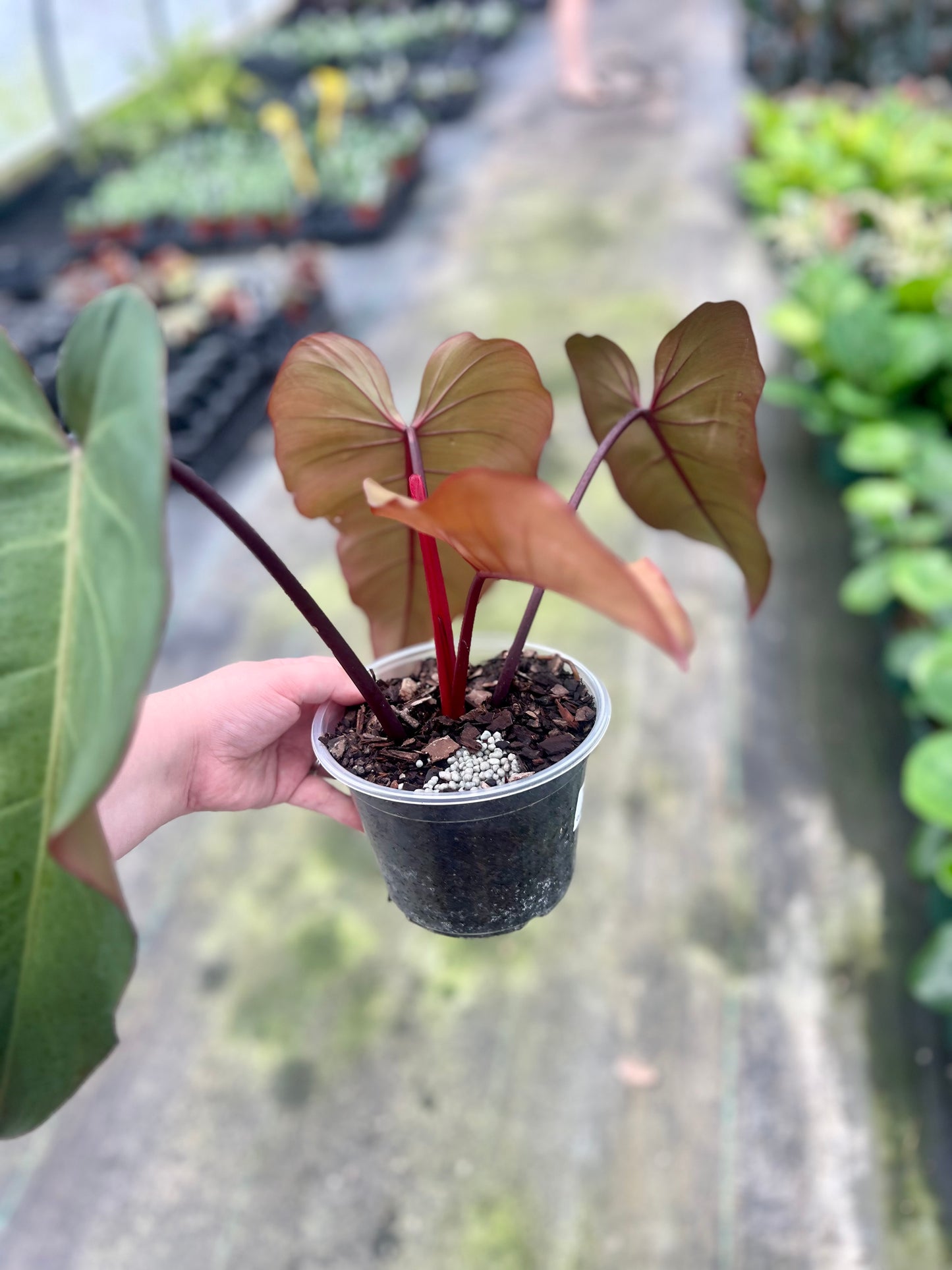 6" Philodendron Dark Lord