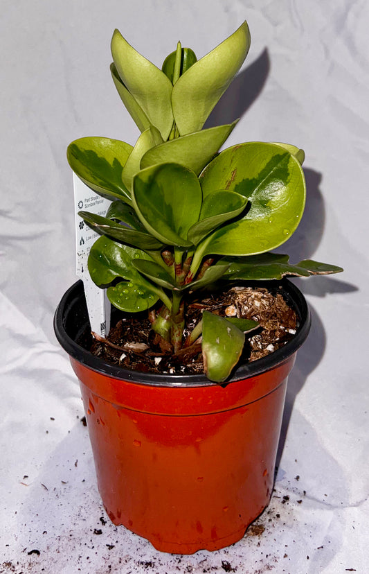 4" Peperomia Lemon Lime