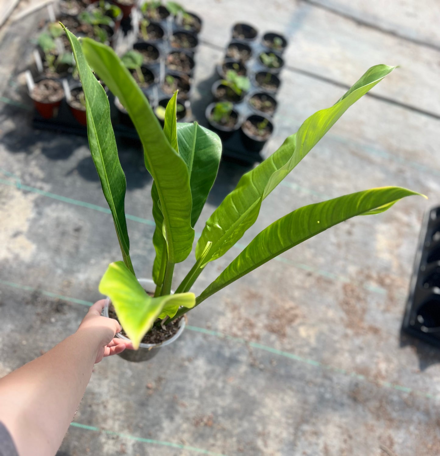 6" Philodendron Linnaei