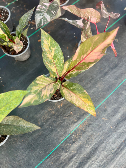Anthurium Renaissance Variegated