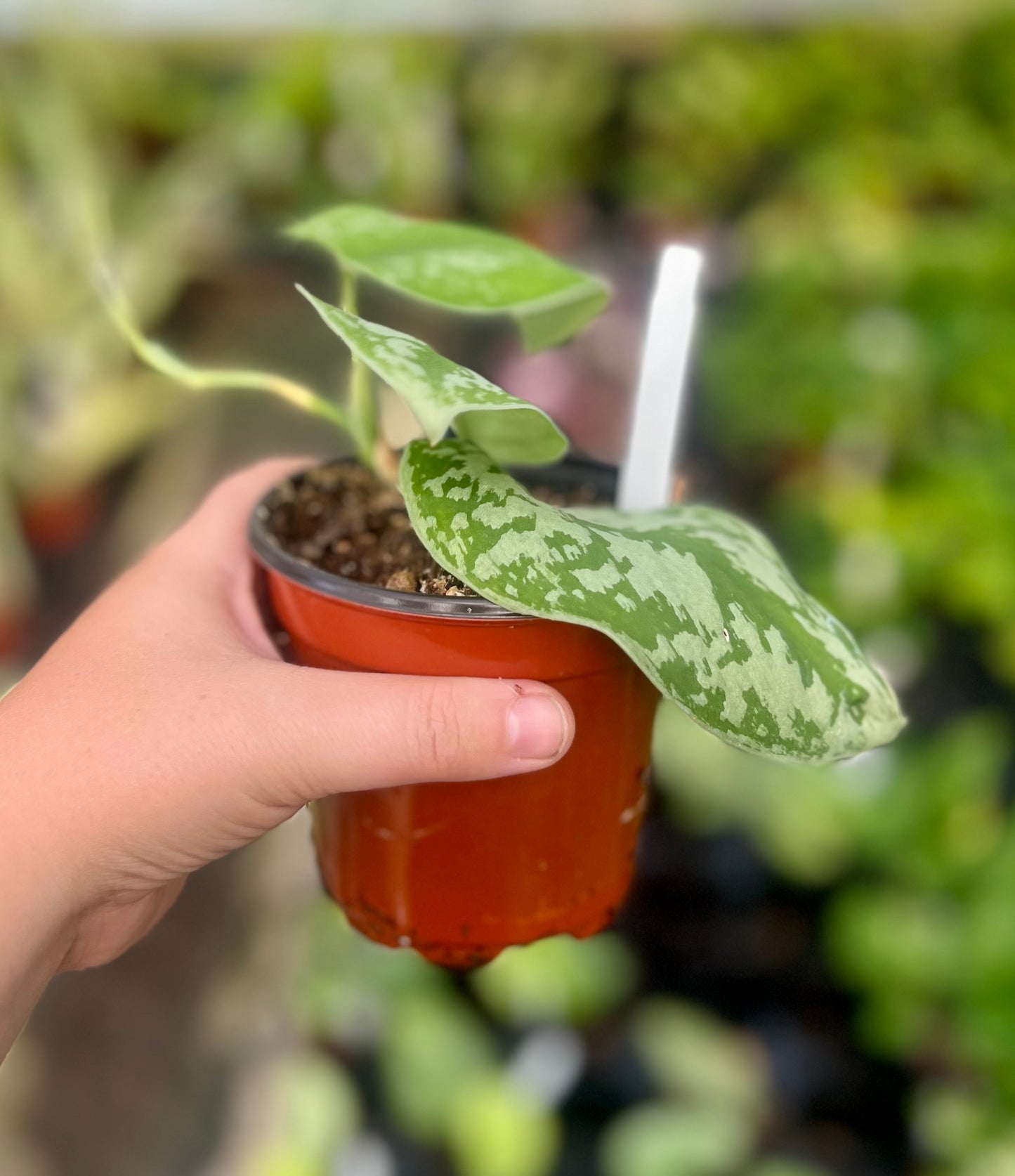 4" Pothos Silver Splash