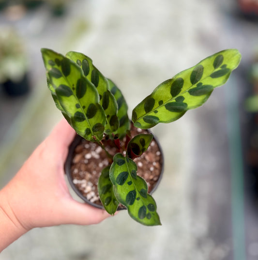 4" Calathea Rattlesnake