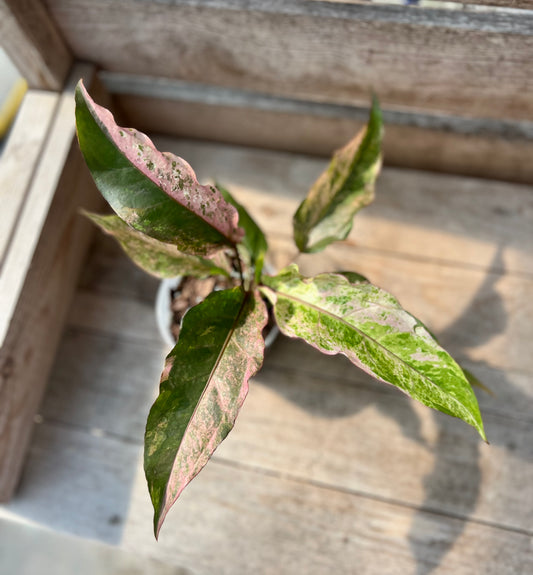 4" Anthurium Renaissance Variegated