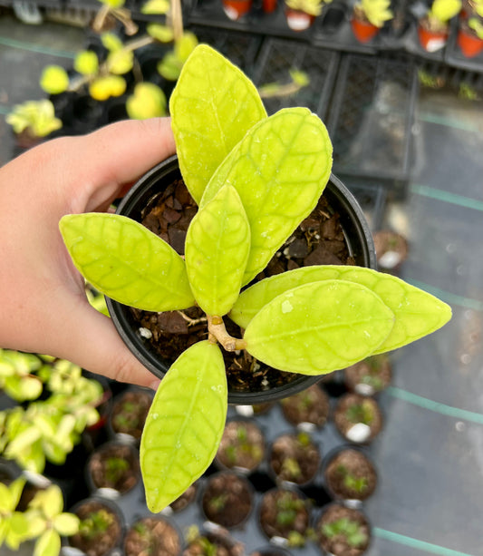 4" Hoya Finiaysonii