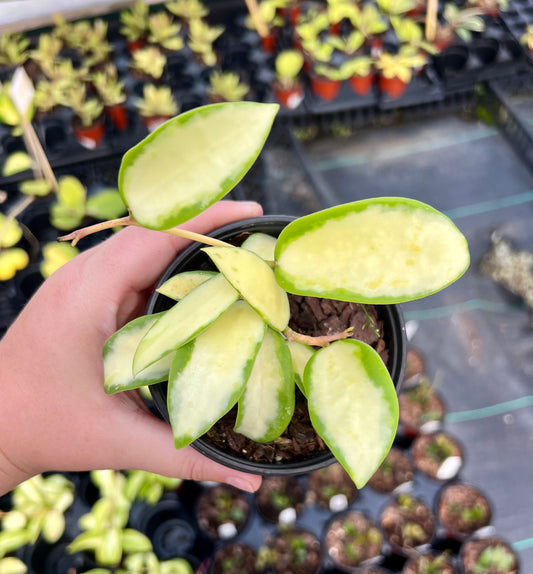 4" Hoya Acute Variegated