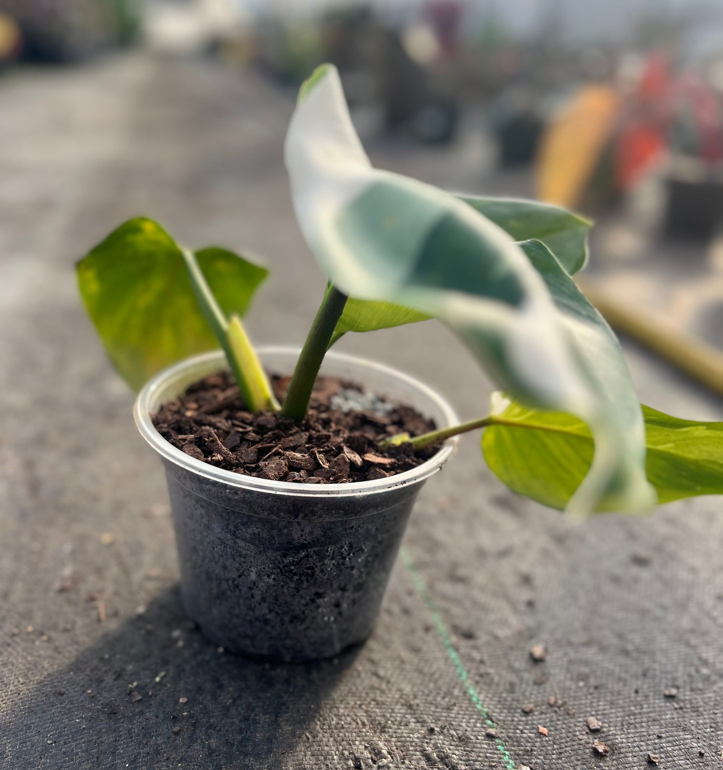 6" Philodendron White Wizard